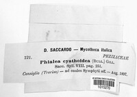 Cyathicula cyathoidea image